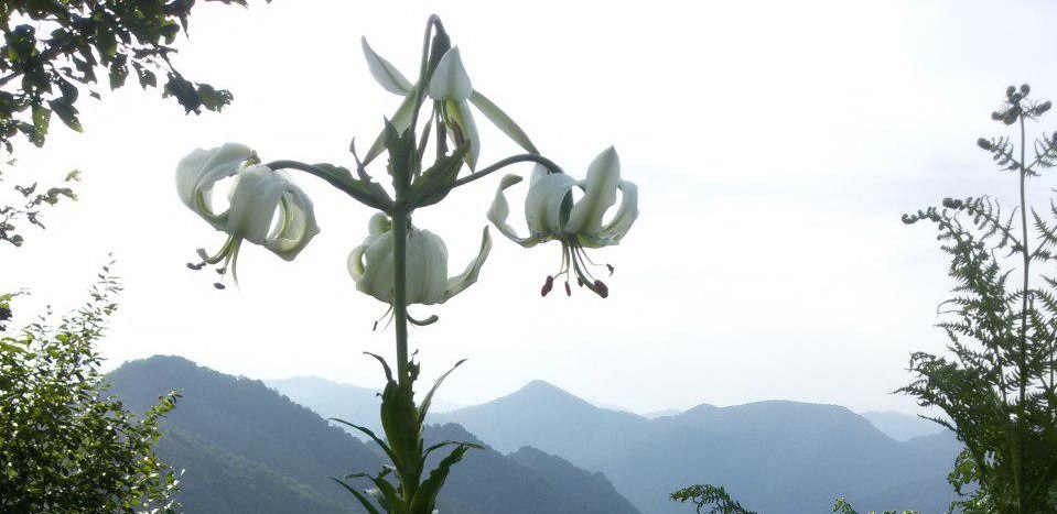  تأییدی دیگر بر تنوع زیستی جنگل تحقیقاتی دانشگاه تربیت‌مدرس/ شناسایی وسیع ترین رویشگاه سوسن چلچراغ در این جنگل