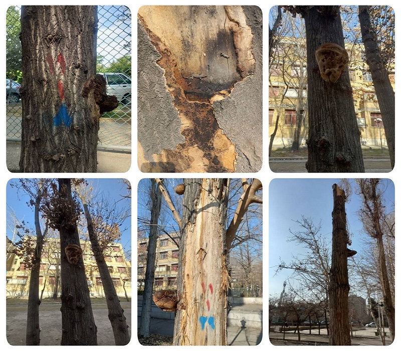  قطع درختان بیمار و خشک دانشگاه و جایگزینی آن ها با نهال های جدید 