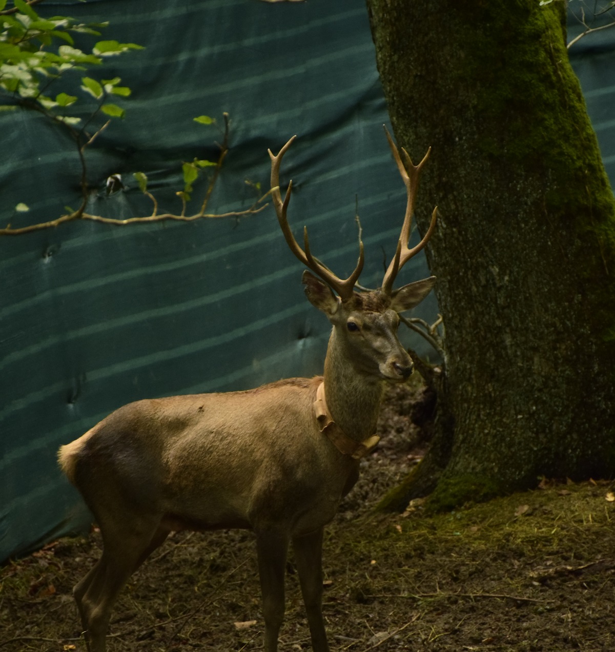 انجام مرحله دوم بازوحشی‌سازی و تقویت جمعیت مرال در جنگل تحقیقاتی دانشگاه تربیت مدرس 